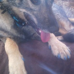 Freedom with  Carpet Burn (Szonyeg Eges) c 2016