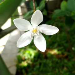 ORA SIDO RABI_ NELLA KHARISMA (OFFICIAL MUSIC)