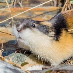 LEMEN - NORWAY LEMMING call