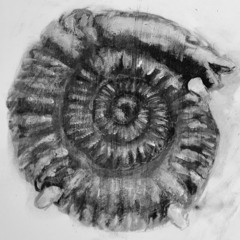 Horniman Podcast 1. Fossils 01