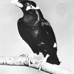 Mynah Bird