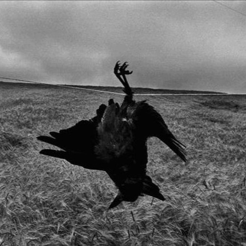 ØRGIE - Black Crow Eternal (Live Edit)
