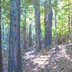 Hollow Tree Grove