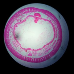 Cof Cof (Original Mix)[Radio Edit]