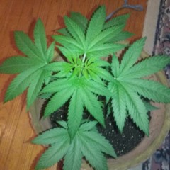 Mary Mary Breeze X Caliando