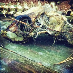 Requiem For A Dead Deer