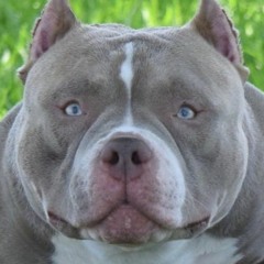 MC TH == A TROPA DO MOÇO SO PITBULL DE RAÇA [ DJ TERRORISTA ]