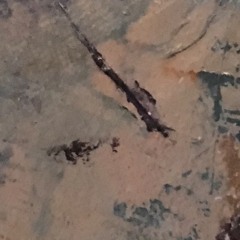 Steve Decker - 5th movement