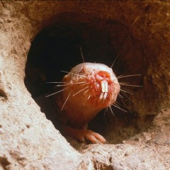 The Naked Mole Rat Defies The Laws Of Aging