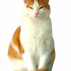 JACKBABY - 나만 고양이 없어 (No Cat)