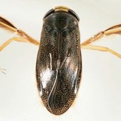 Corixa punctata - Underwater Sound