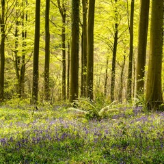 To Sunshine Forest - Mother 3