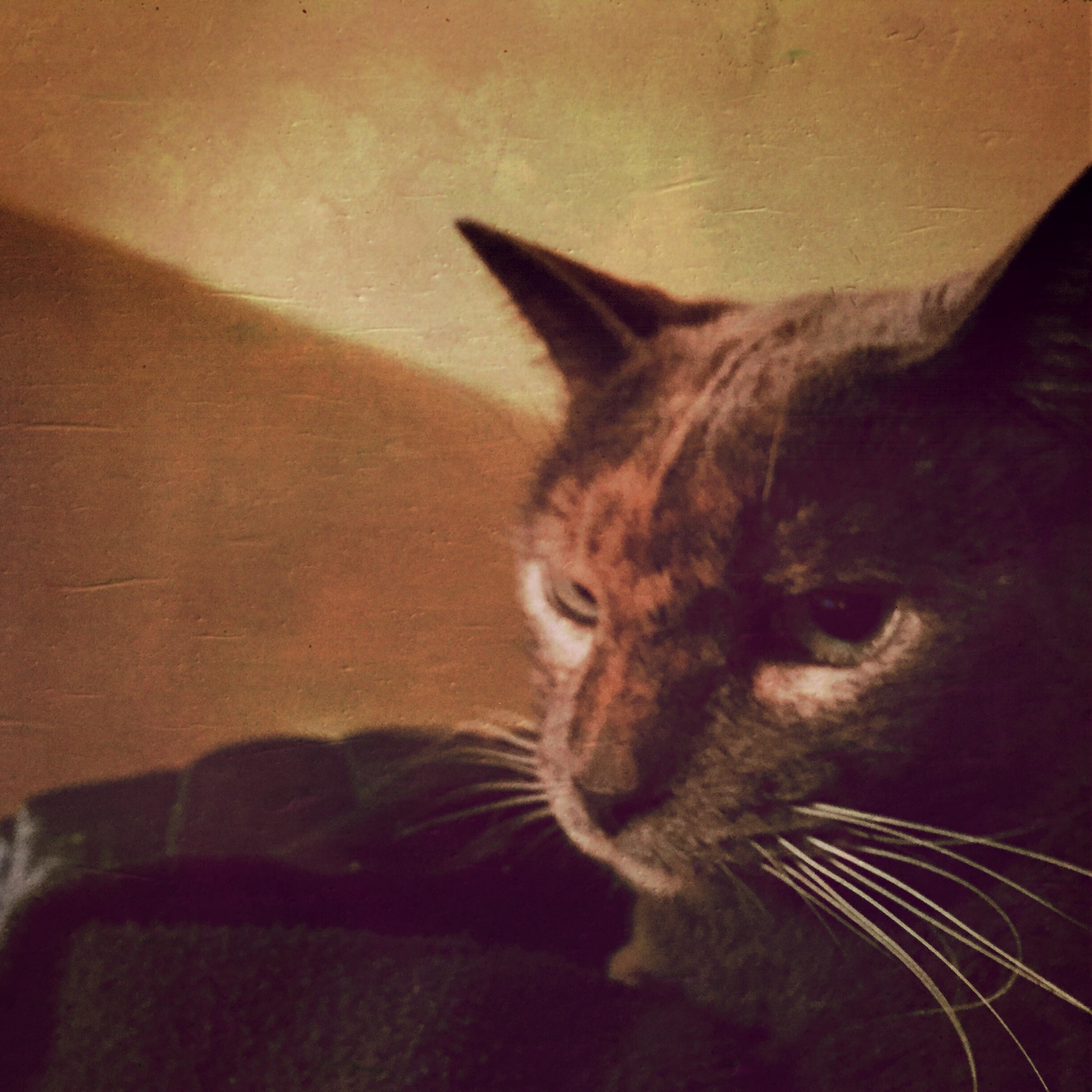 Mossy