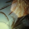 Sunflower Mp3