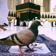 [د. هبة رءوف عزت] .. من لطف اللَّه بنا وجودها كسند لينا في الحياة :)