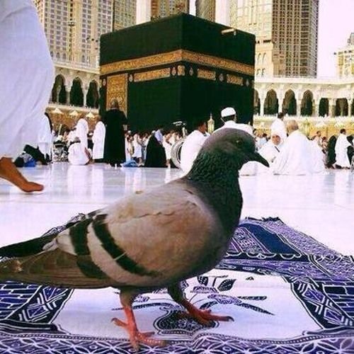 [د. هبة رءوف عزت] .. من لطف اللَّه بنا وجودها كسند لينا في الحياة :)