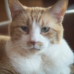 Don't let our thumb piano (youth) go to waste (Jonathan Richman/Galaxie 500).