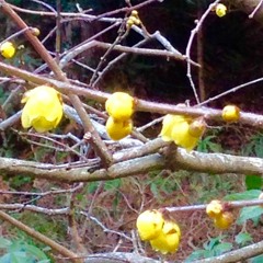 Wintersweet
