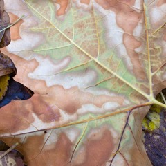 0022-Bridgett-SAMPLE