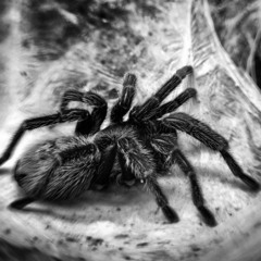 Tarantula (Javi Benitez REMIX)