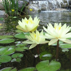 Pond Life - ambient loop for games - CC0 public domain