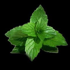 Hijaz With Mint - حجاز بنعنع - By Ghiath Kanaa