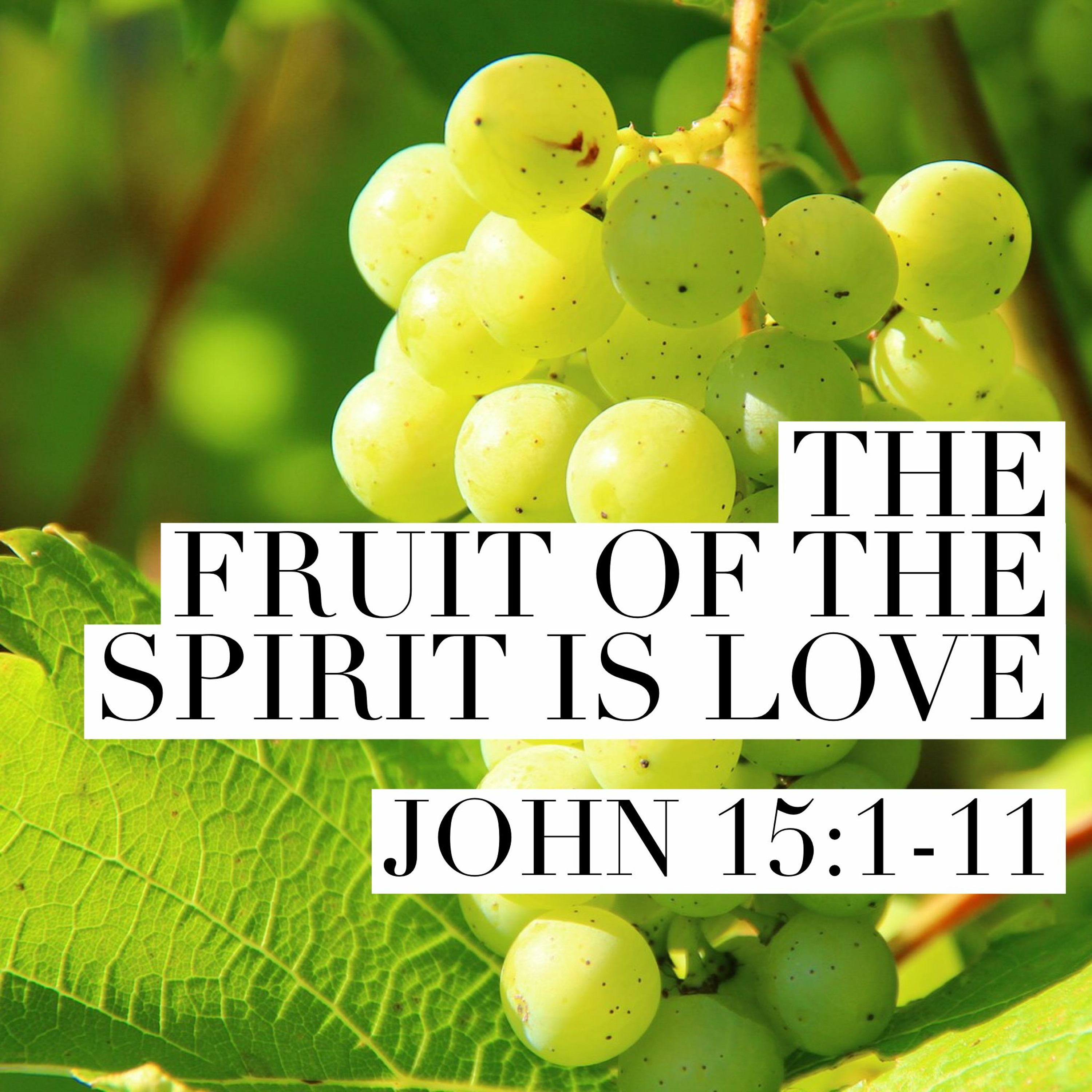 The Fruit of the Spirit is Love, John 15:1-11 episode artwork
