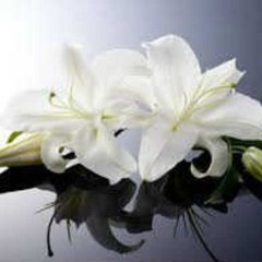 White Lily of Death