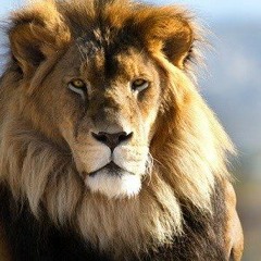 Wie Gehts Freestyle - Bangkok FLEX - AzudemSK Instrumental