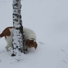 don't fall off and die