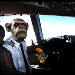 Monkeys On A Plane