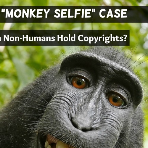 Monkey Selfie: Image Gallery (List View)