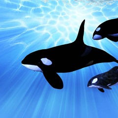 Orca | Killer Whale