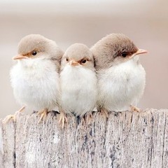 Three Little Birds Play Patty Cake (Bob Marely vs Kodak Black)