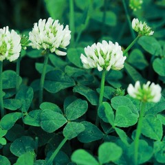 Clover