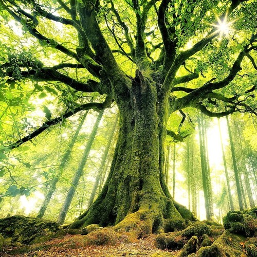 Vigilance - Phoenix Bones