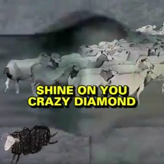 Punk Floyd "Shine On You Crazy Diamond"