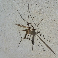 Cousin Éloigné