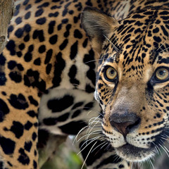 Creeping Jaguar