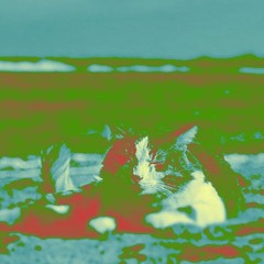 Kitty Island