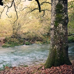 Forest River & Bird Sounds for Sleep, Relaxation, Meditation or Study