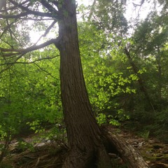 Forest for the Trees