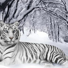 Winterview