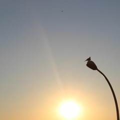 Défenestration D'un Pigeon Oisif
