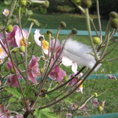 Bugs with white feathers