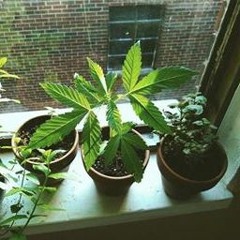 Herb