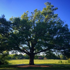 Across the Rolling Hills - Peter Rowan
