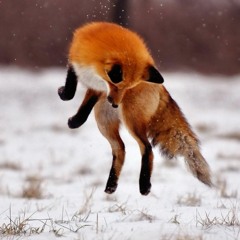 Kitsune Maison Foxy House List