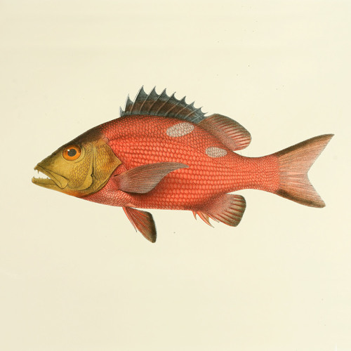 Pargo rojo - Warm up@28A