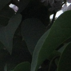 AWHITEHEART Prod. DATBOIDJ